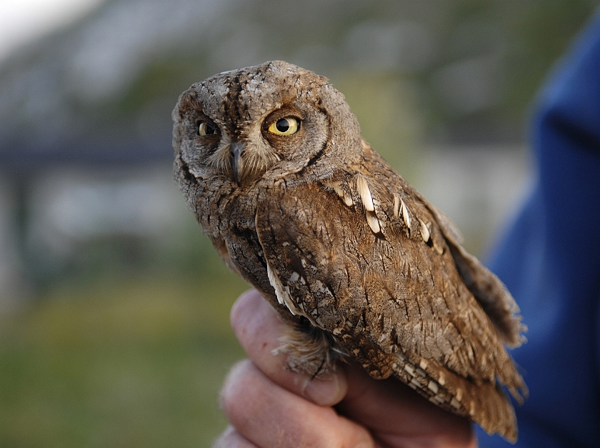 European Scops Owl, Sundre 20110531